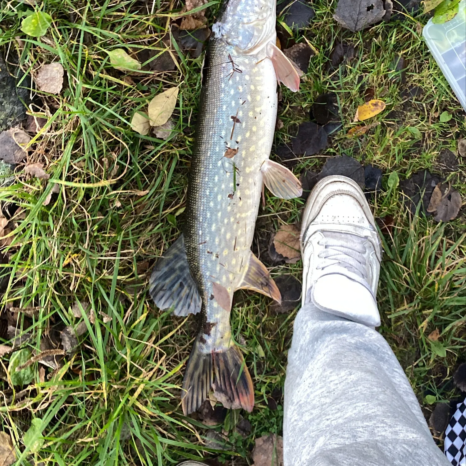Northern pike caught on Fishbrain