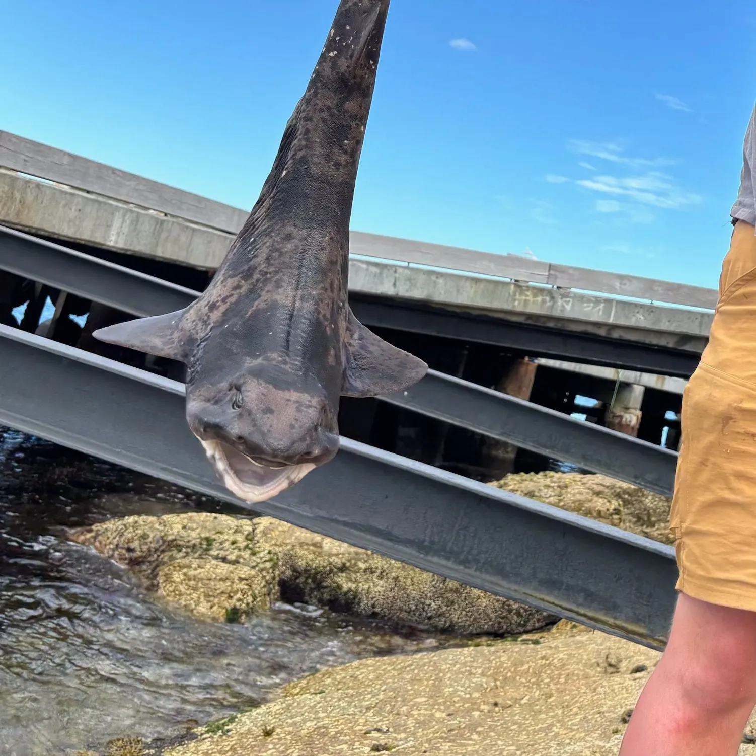 The most recent Australian swellshark catches on Fishbrain