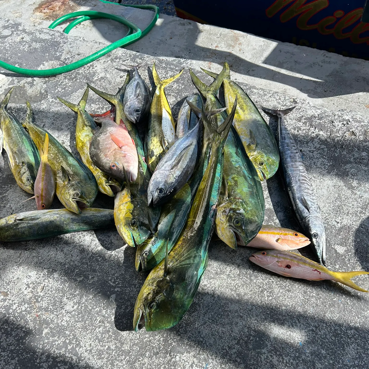 The most recent Wahoo catches on Fishbrain