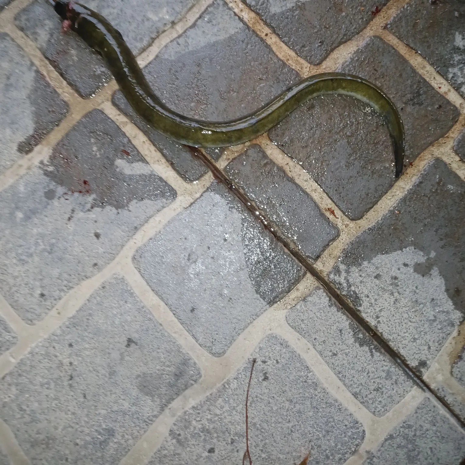 The most recent Shortfin eel catches on Fishbrain