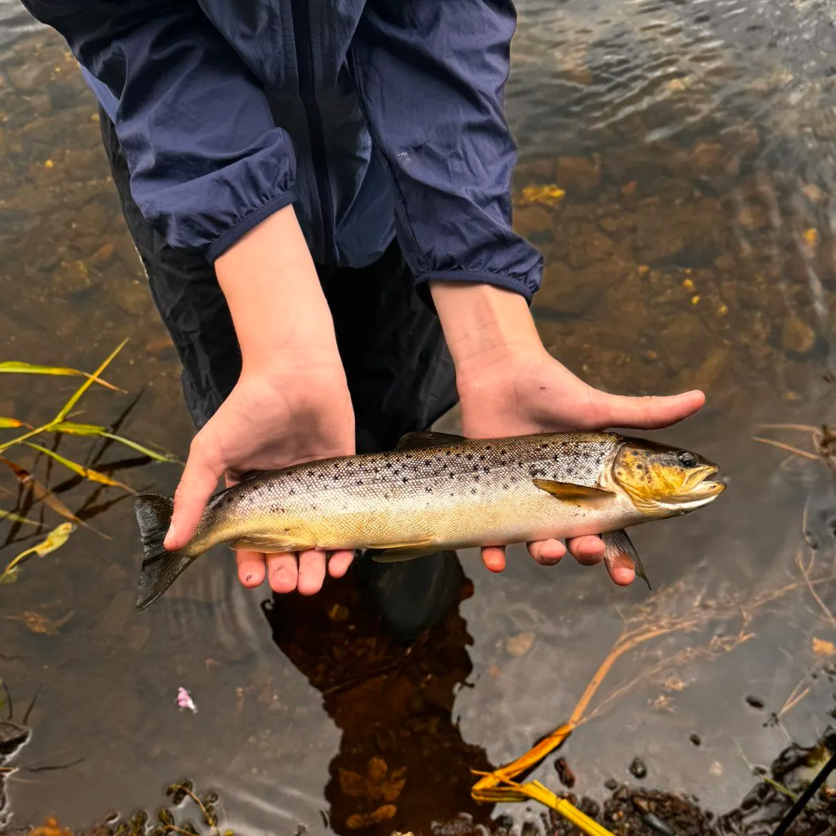 Sea trout caught on Fishbrain