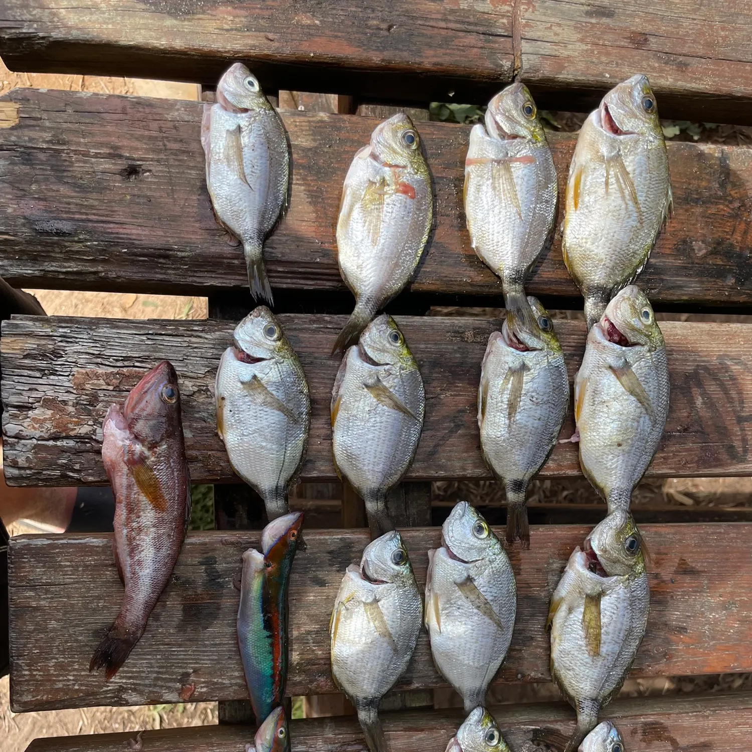 The most recent Cape white seabream catches on Fishbrain