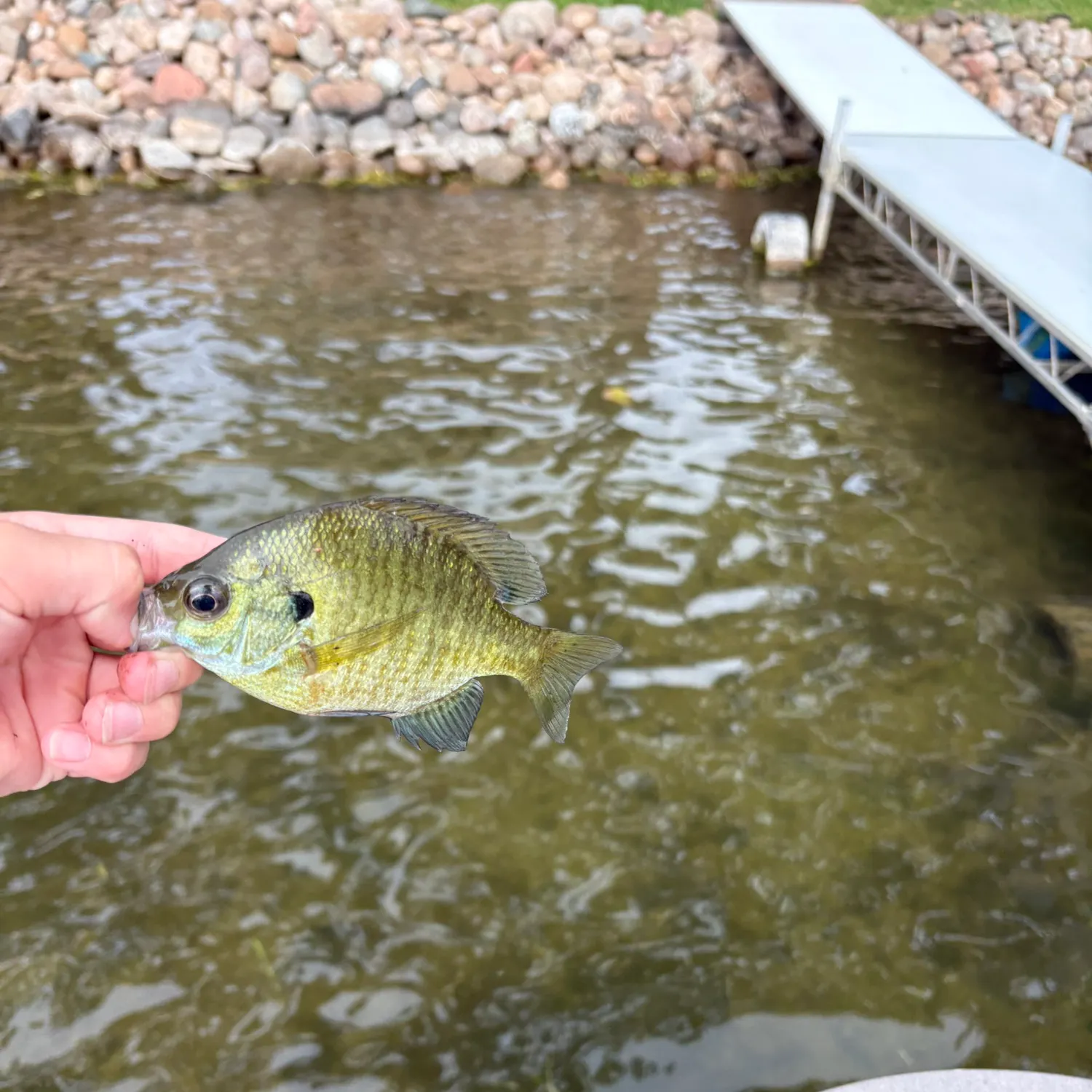 Bluegill caught on Fishbrain