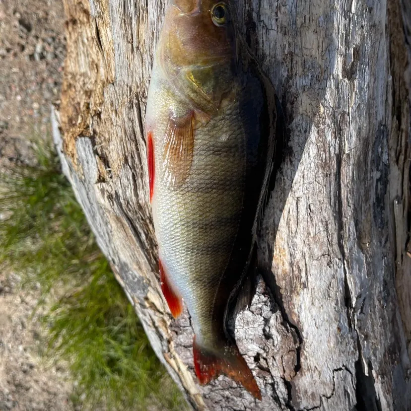 European perch caught on Fishbrain