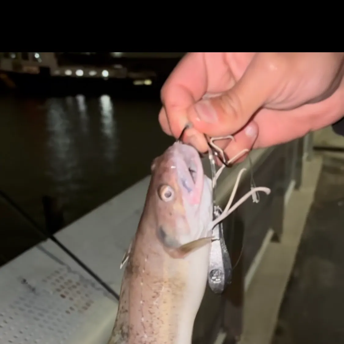 The most recent Spotted hake catches on Fishbrain