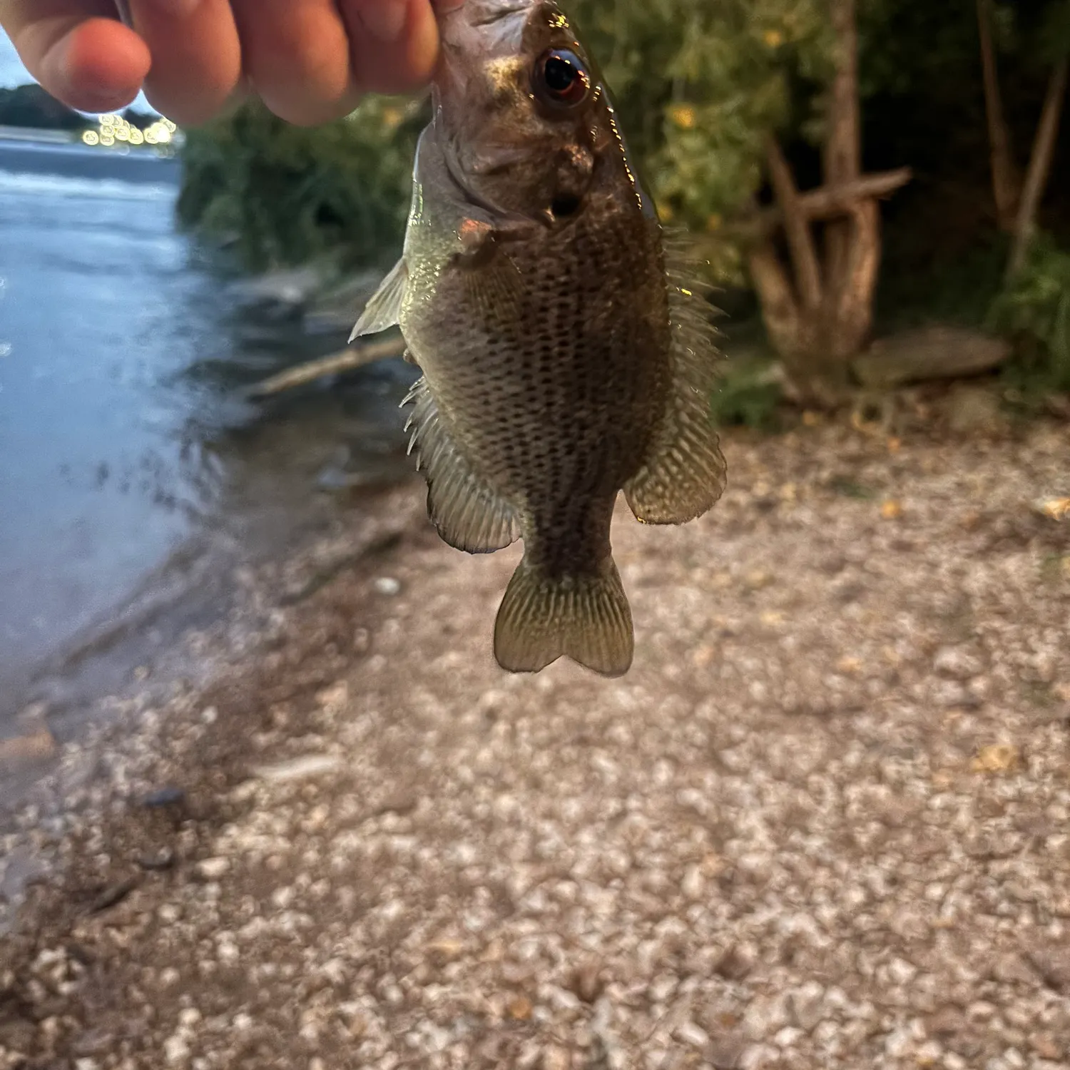 Rock bass caught on Fishbrain
