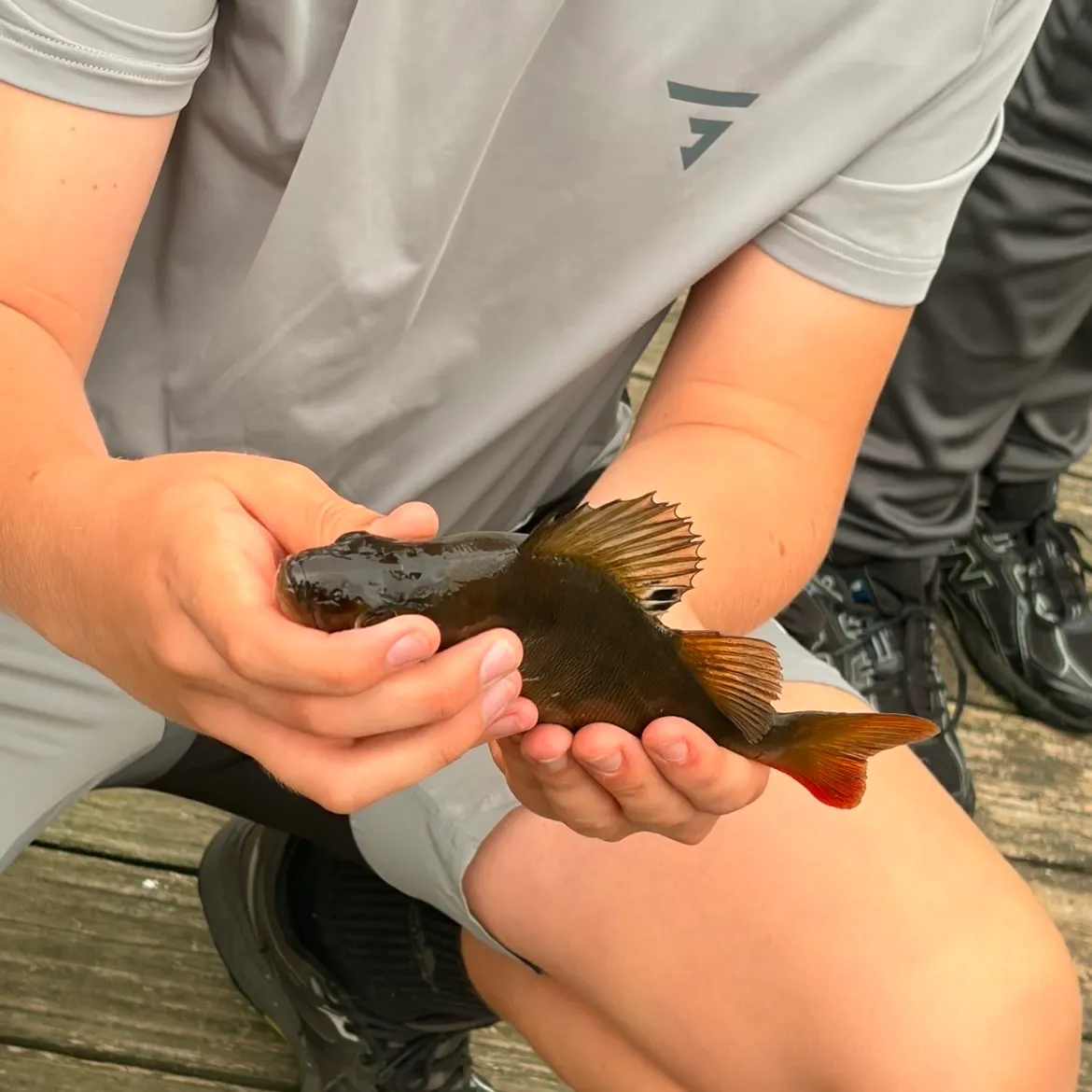 European perch caught on Fishbrain
