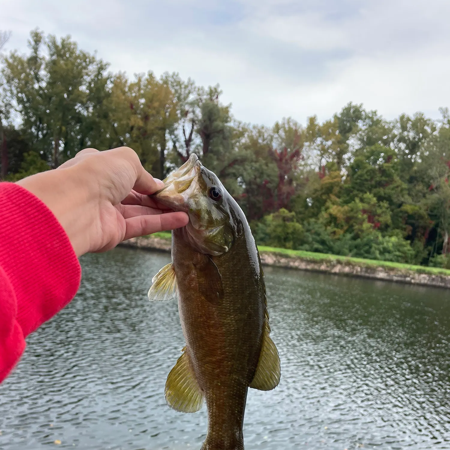 Smallmouth bass caught on Fishbrain