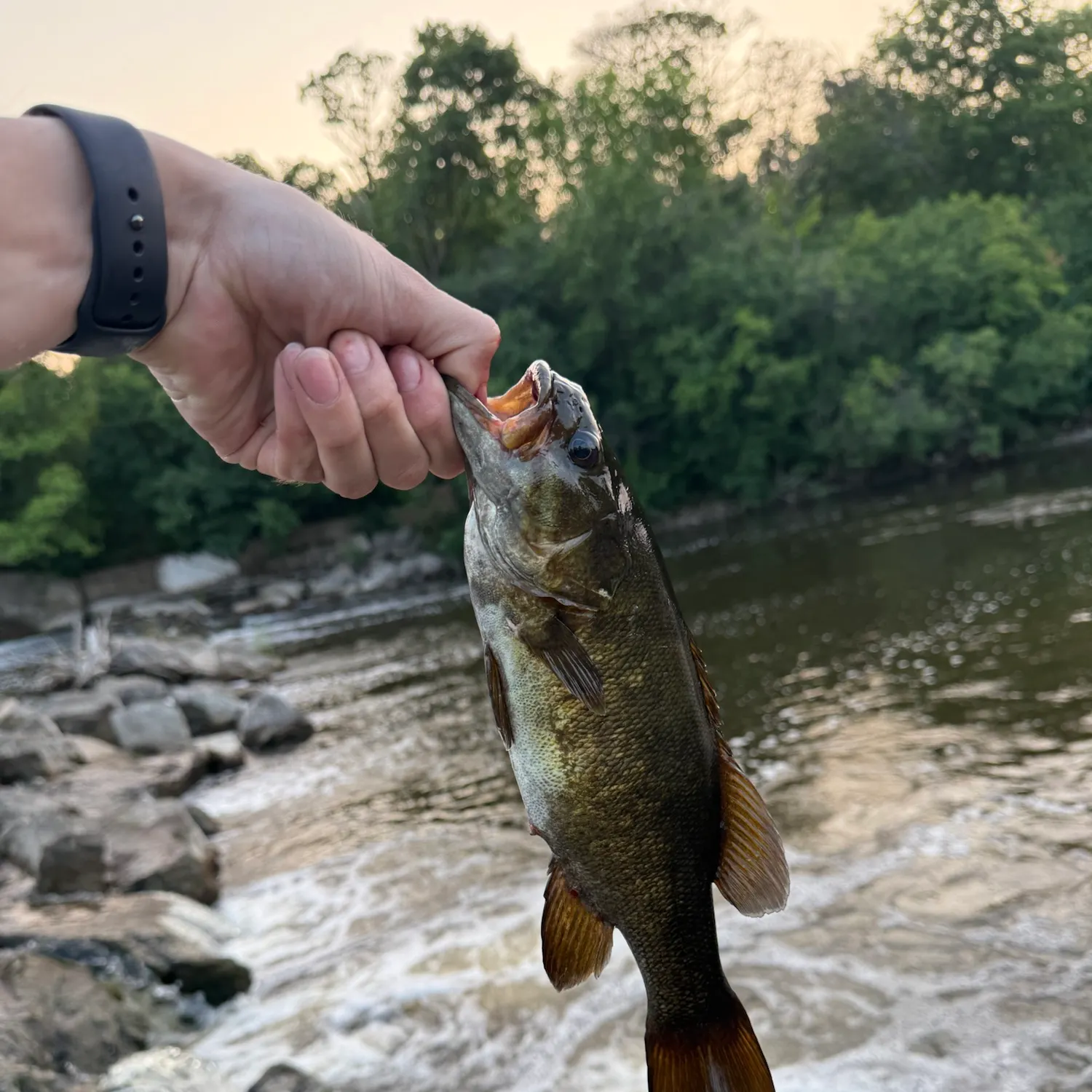catch