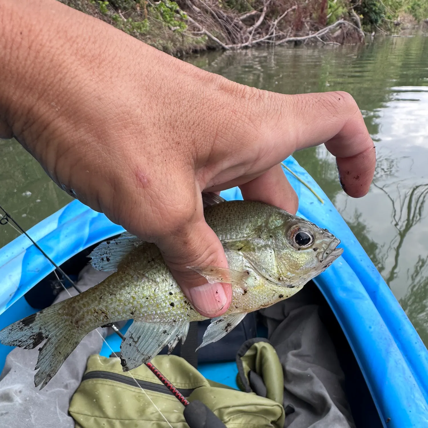 Redbreast sunfish caught on Fishbrain
