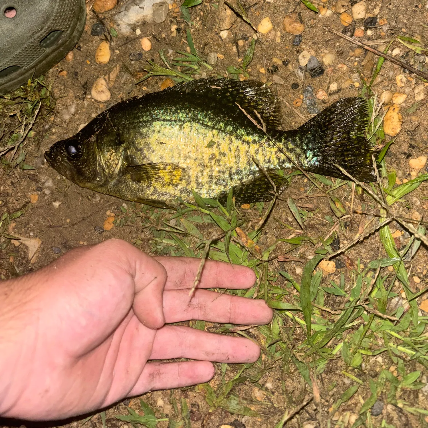 Black crappie caught on Fishbrain