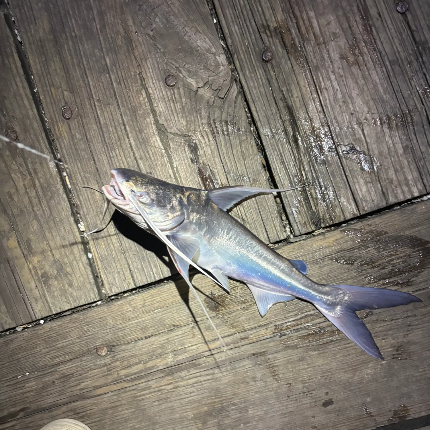 Gafftopsail sea catfish caught on Fishbrain