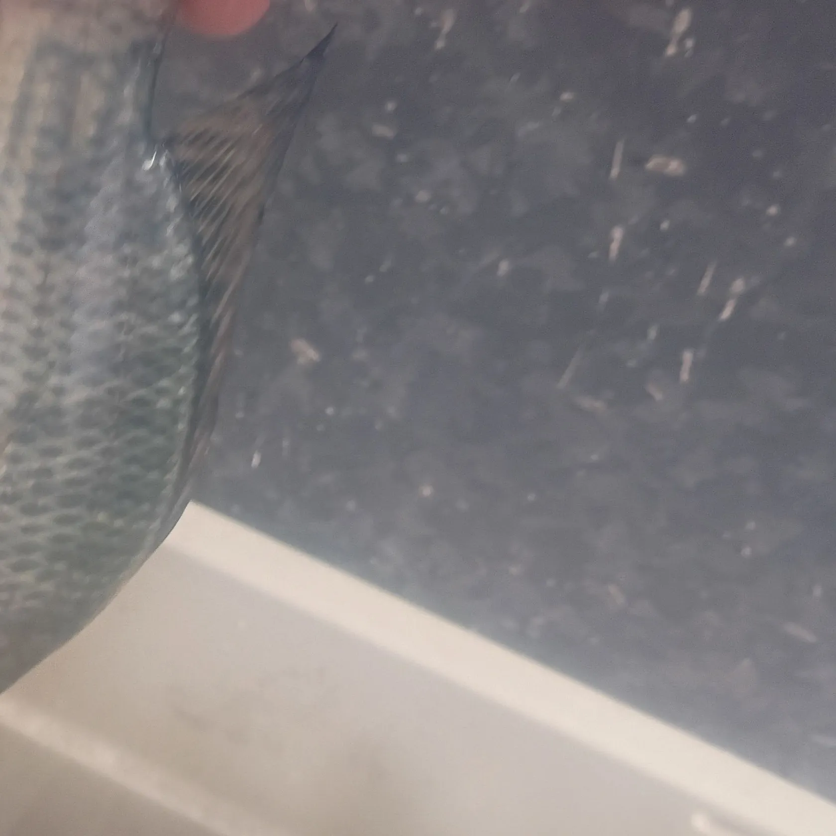 Nile tilapia caught on Fishbrain