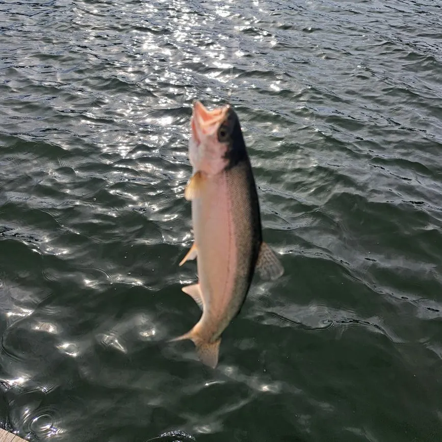 Rainbow trout caught on Fishbrain