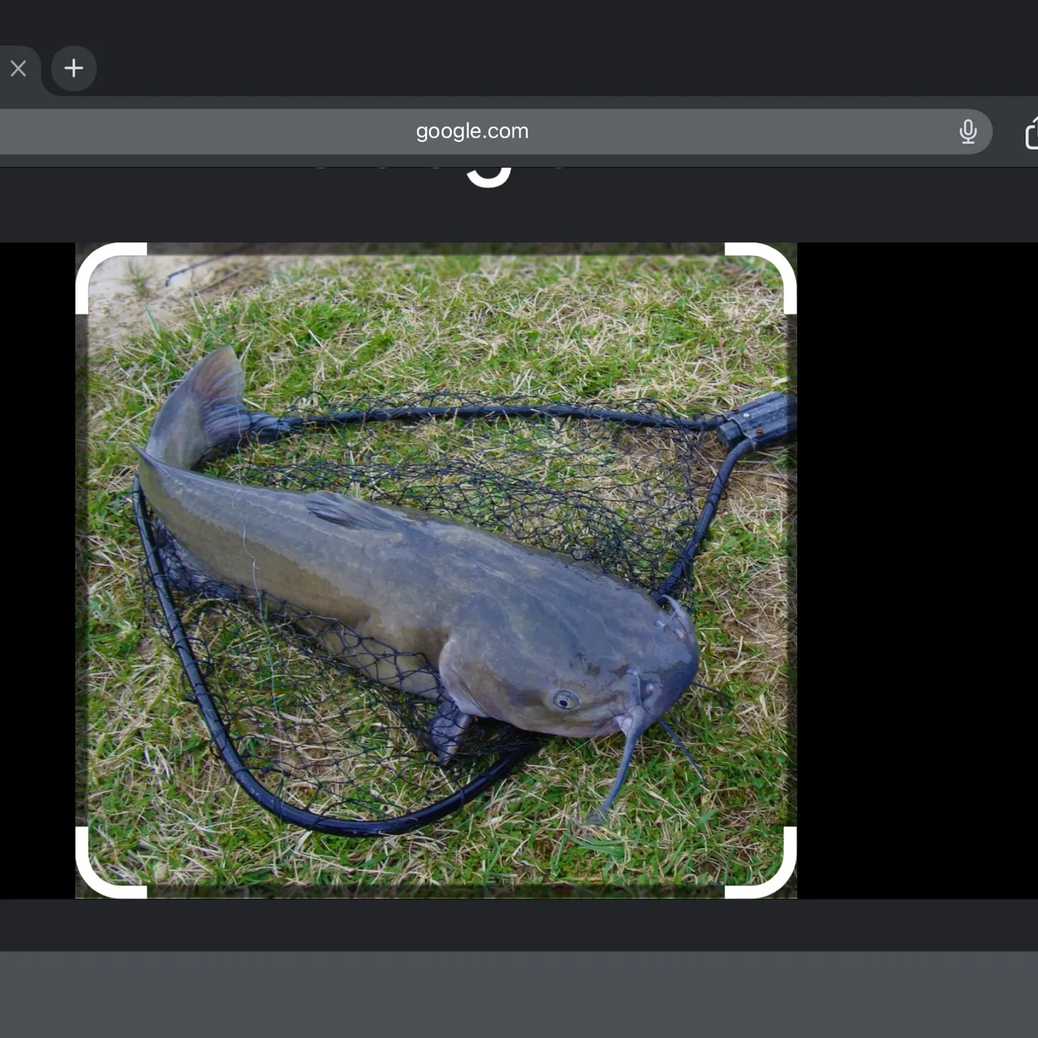 White bullhead caught on Fishbrain