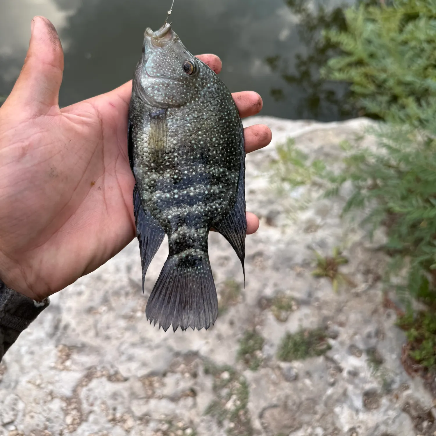 Rio Grande cichlid caught on Fishbrain