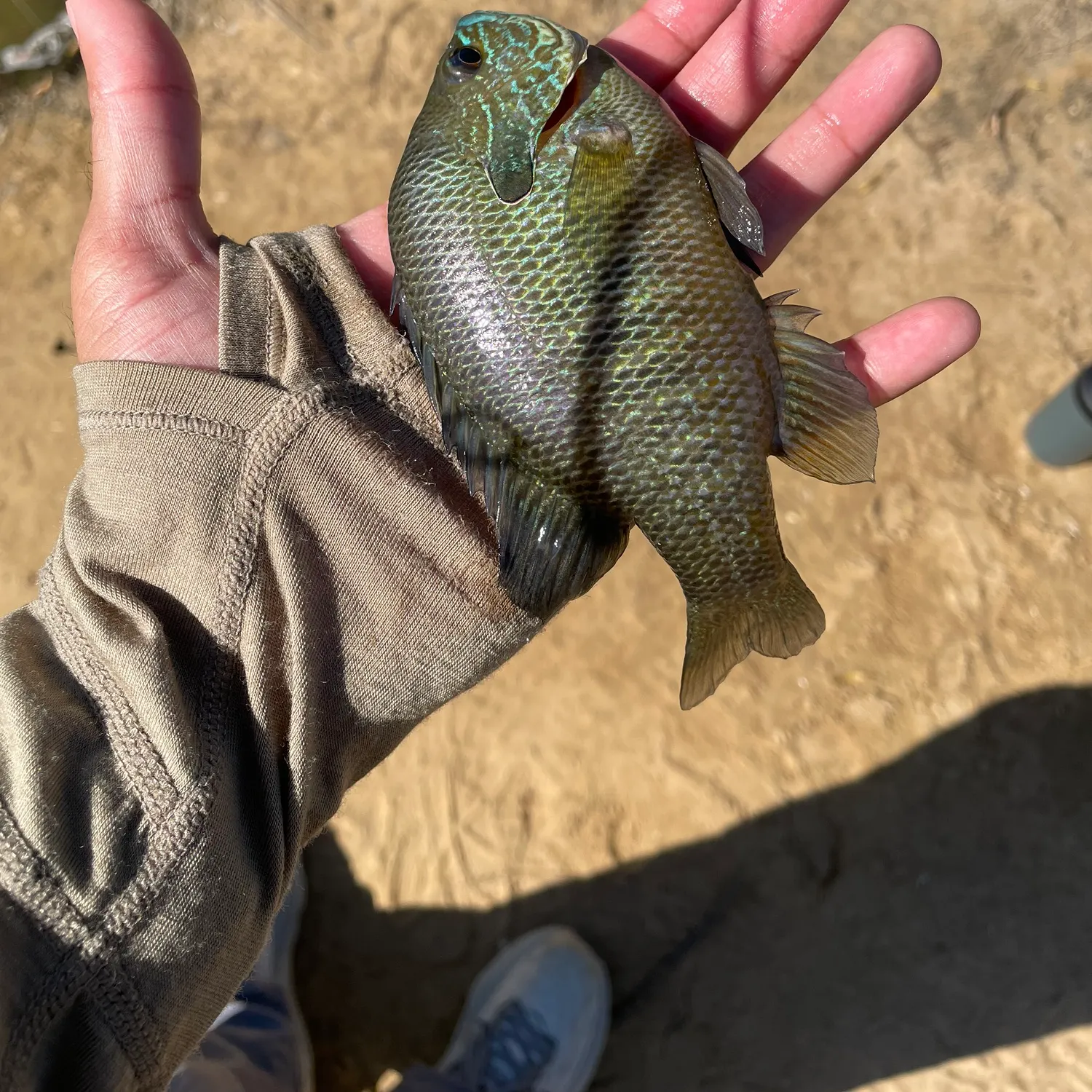 The most recent Wargill hybrid catches on Fishbrain