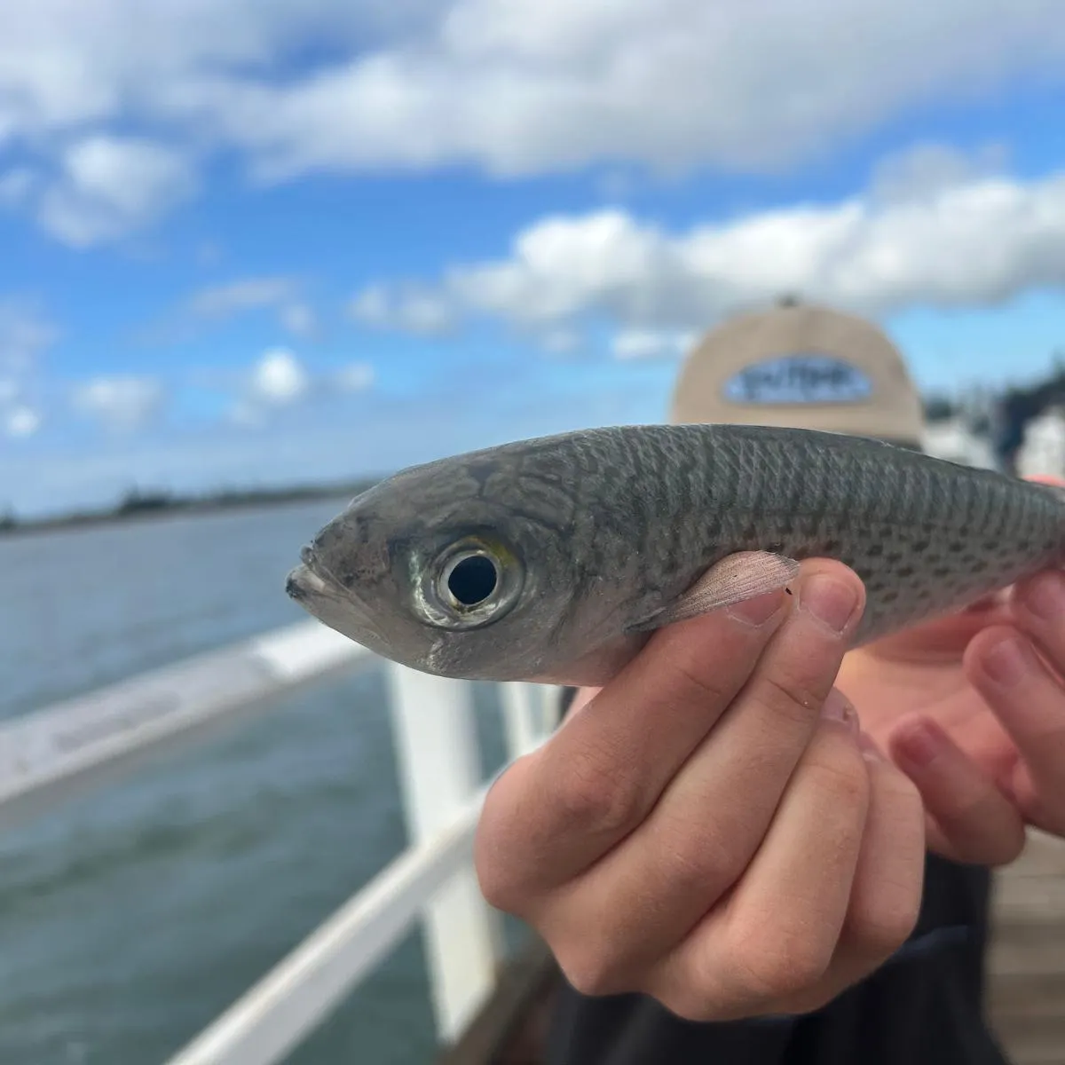 The most recent Atlantic herring catches on Fishbrain