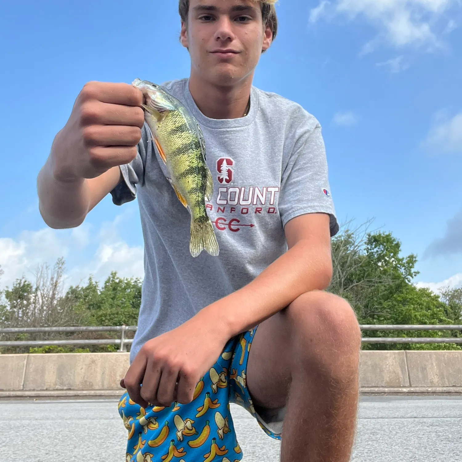 Yellow perch caught on Fishbrain