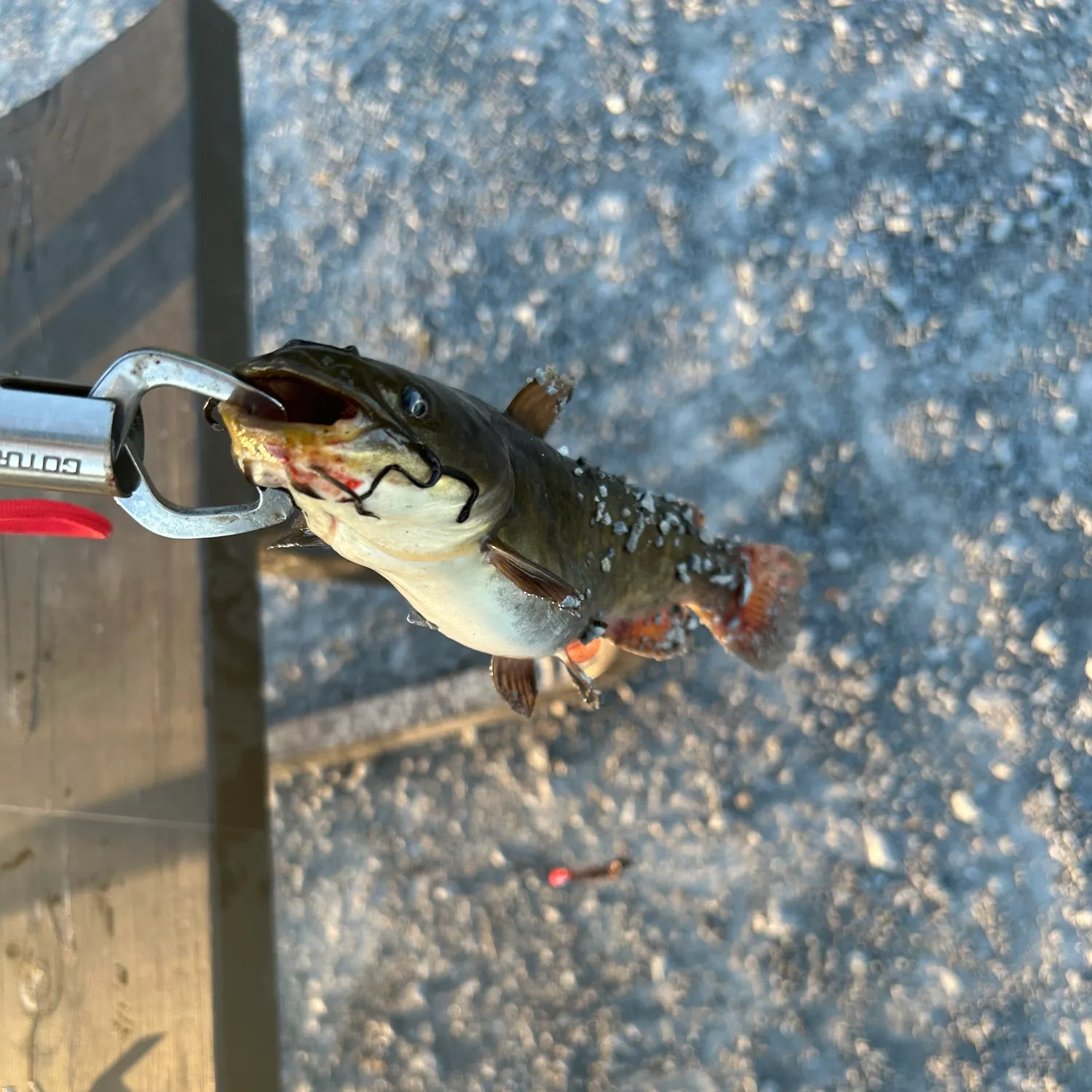 catch