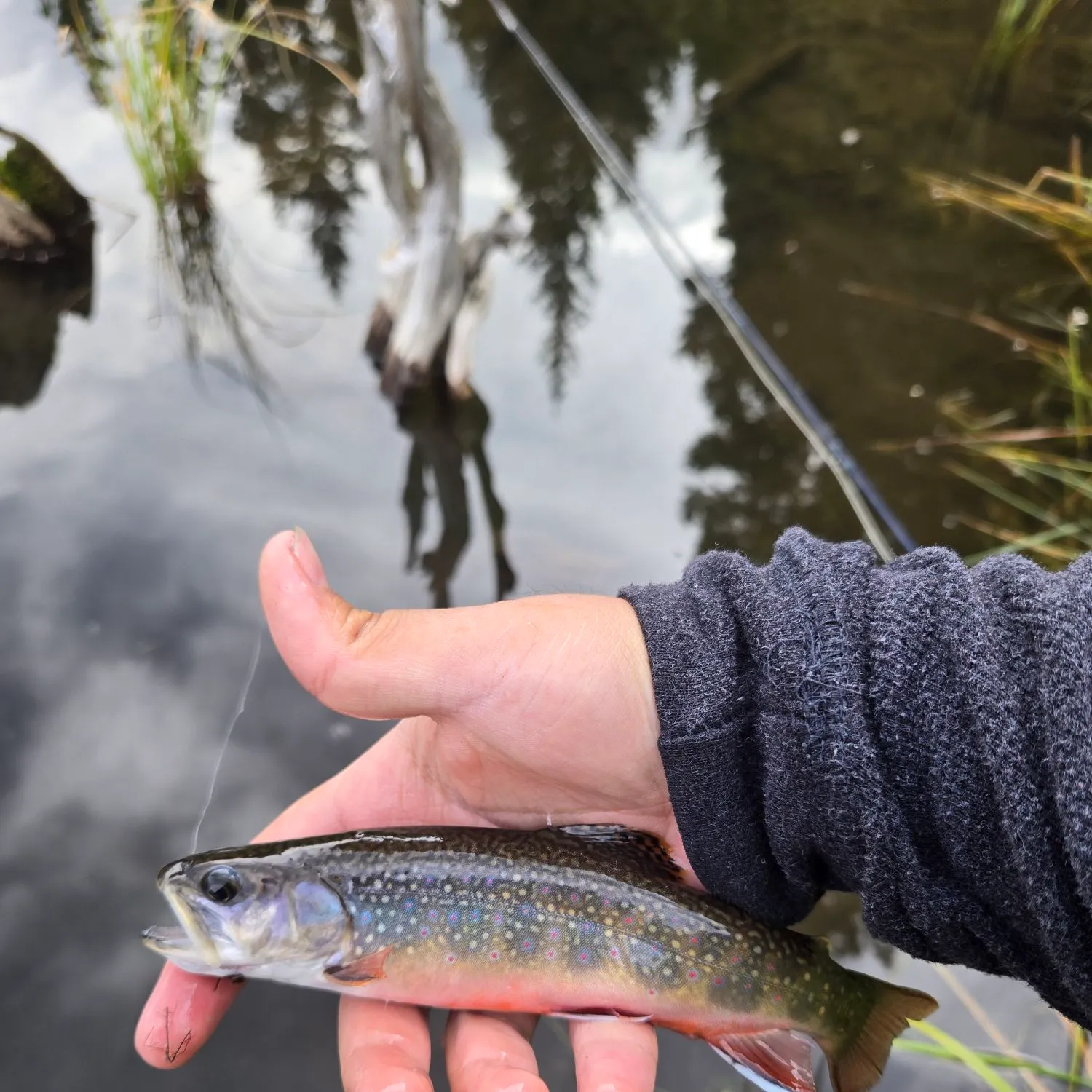 Brook trout caught on Fishbrain