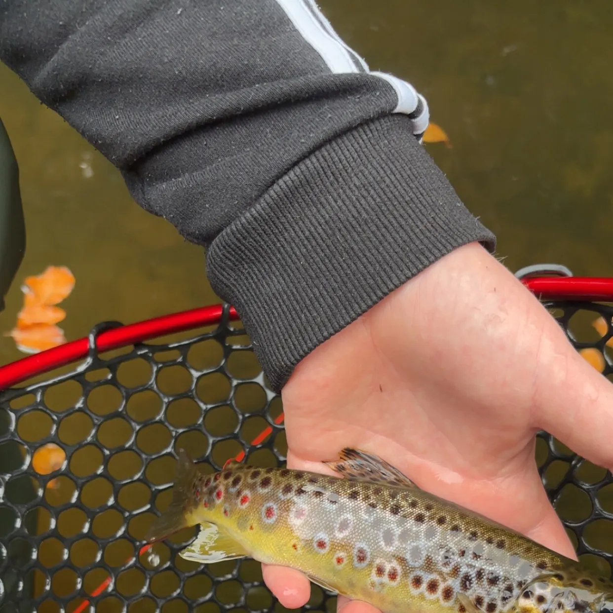 Brown trout caught on Fishbrain