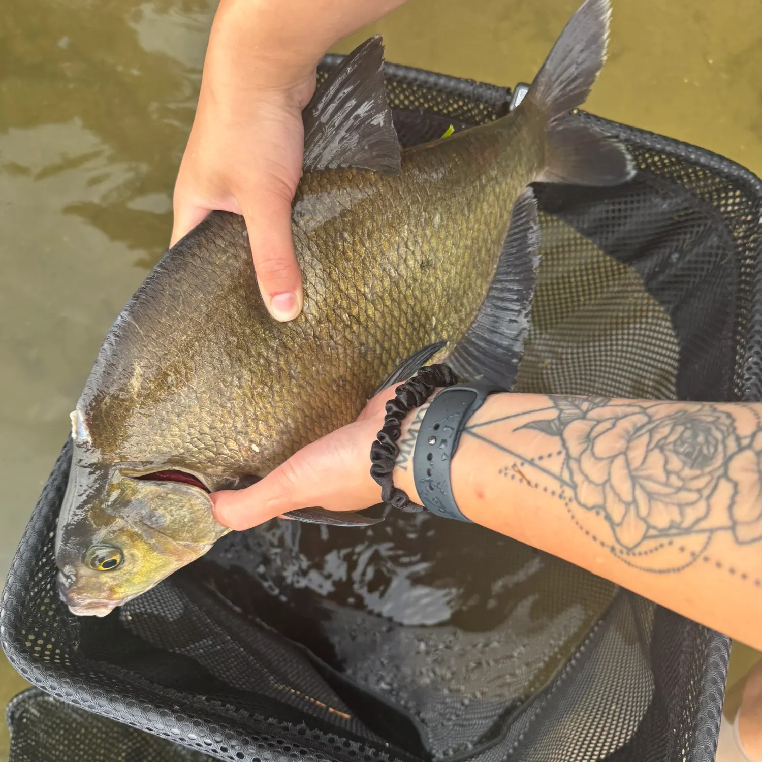 Common bream caught on Fishbrain