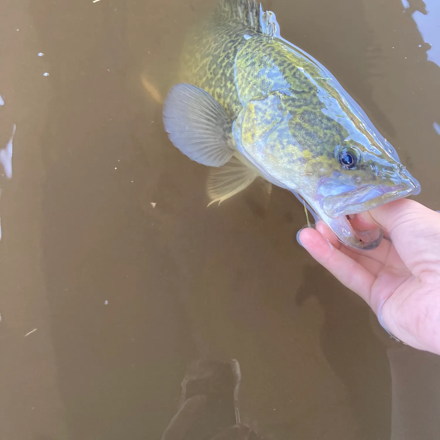 Murray cod caught on Fishbrain