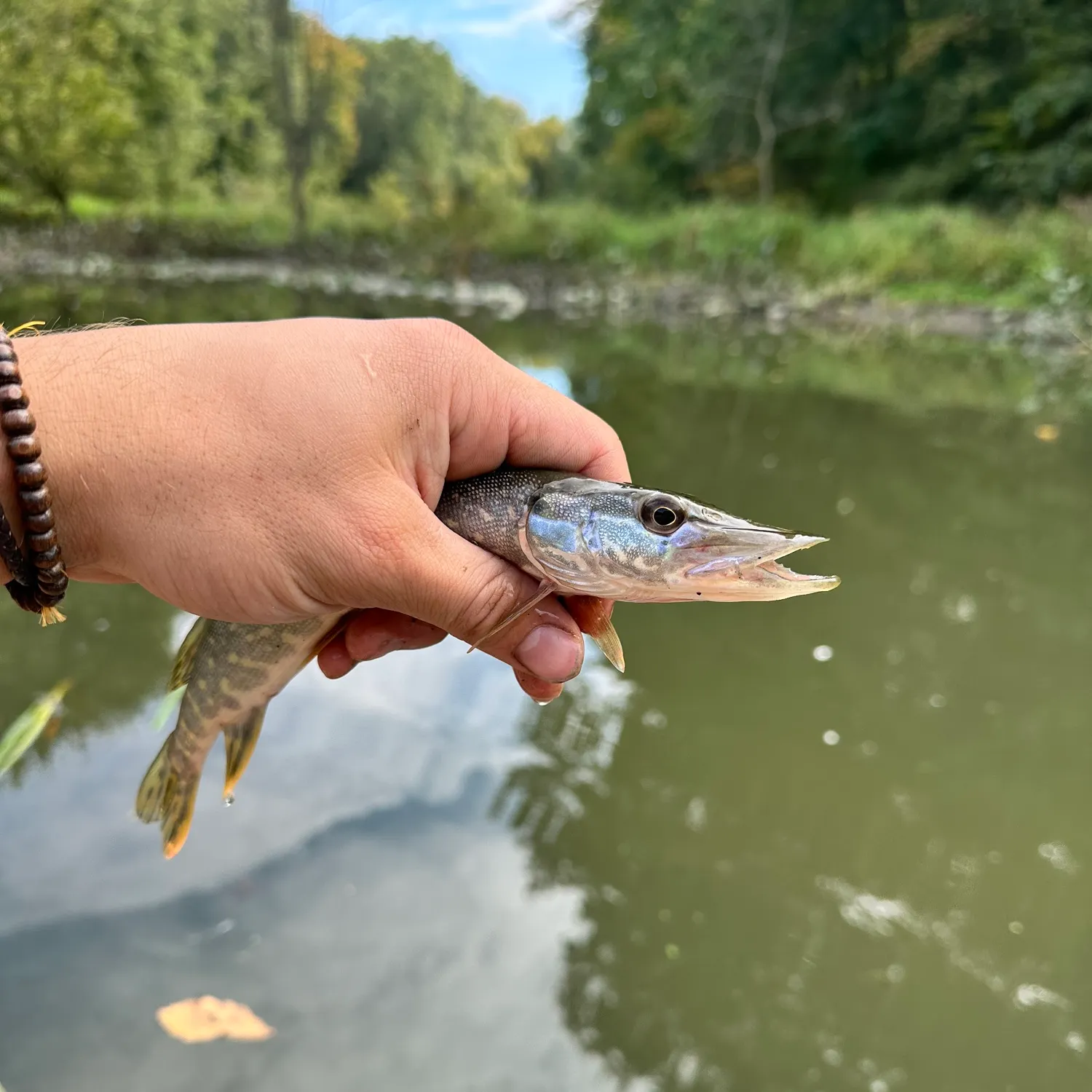 Northern pike caught on Fishbrain