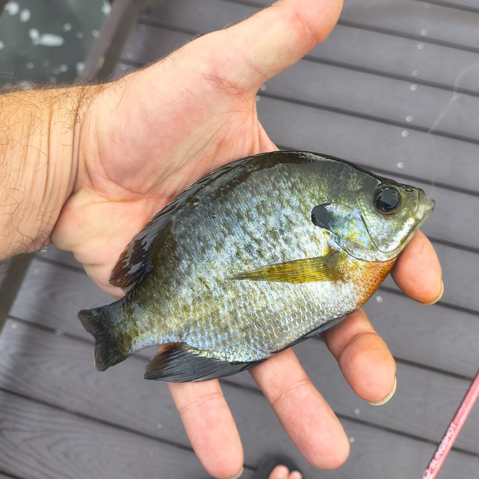 Bluegill caught on Fishbrain