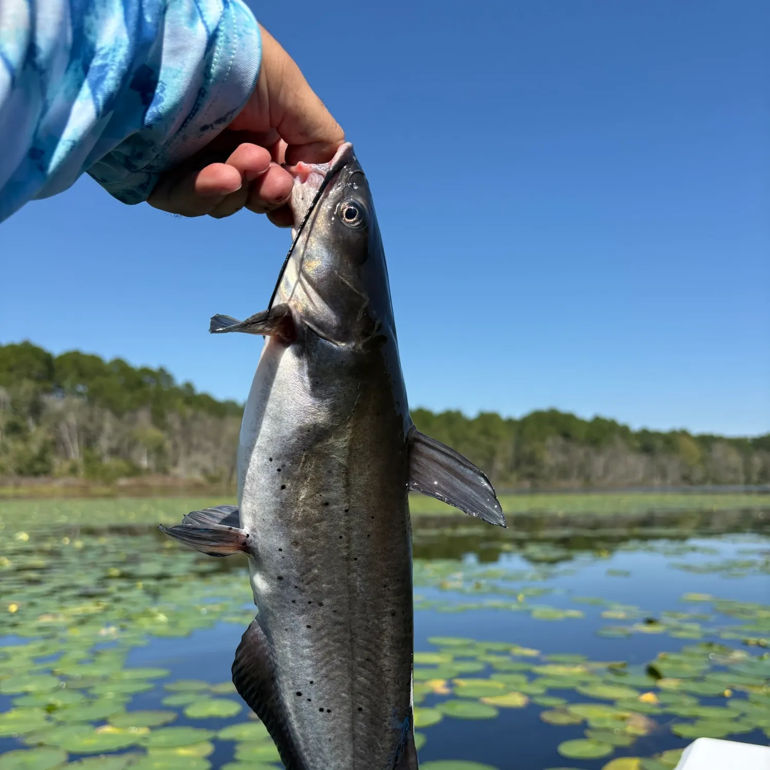 Channel catfish caught on Fishbrain