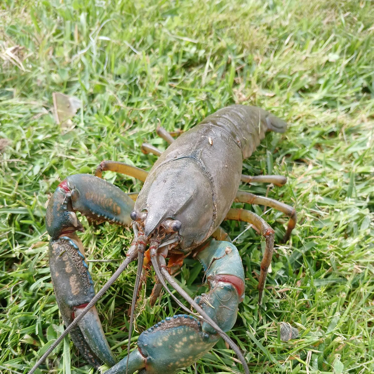 The most recent Common yabby catches on Fishbrain