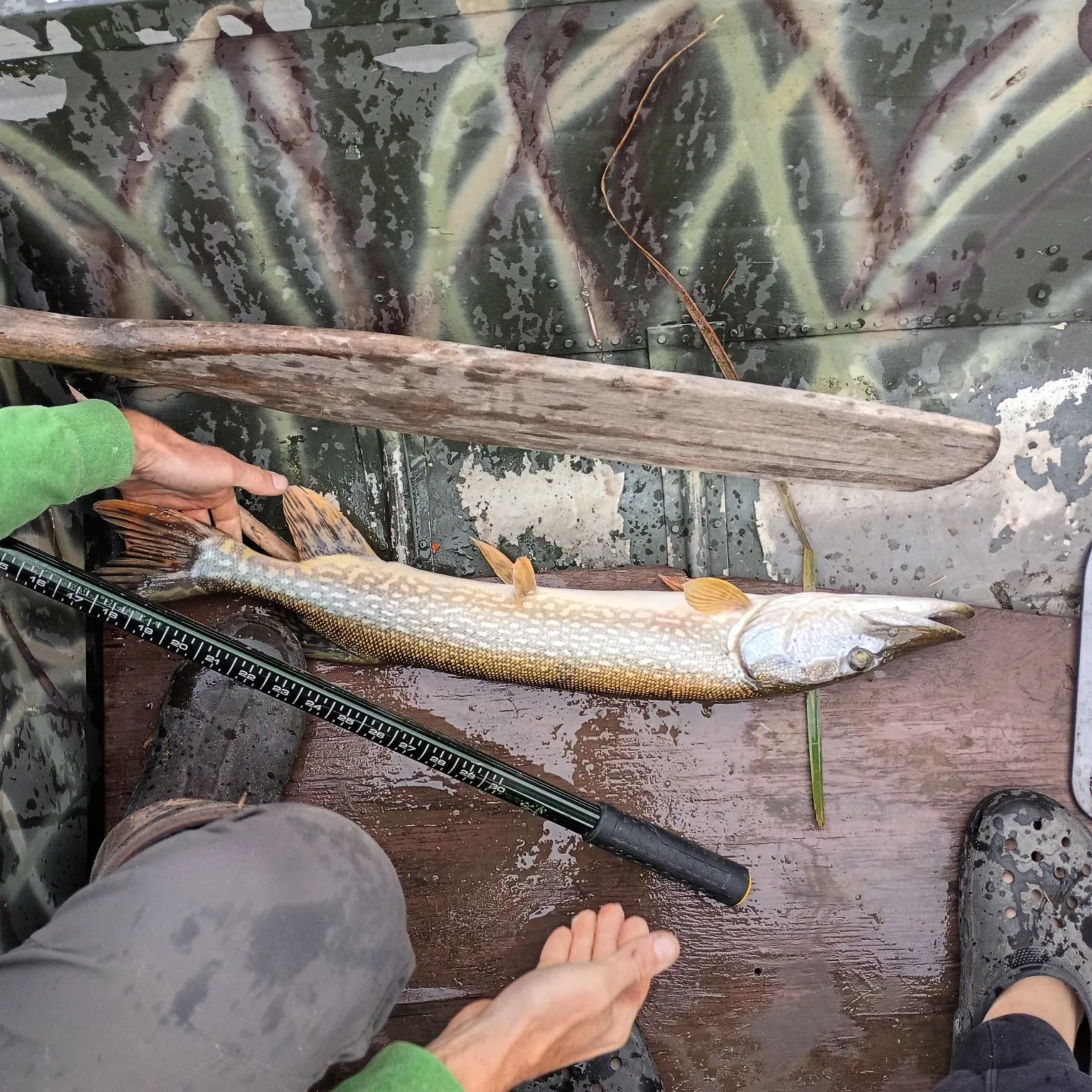 Northern pike caught on Fishbrain