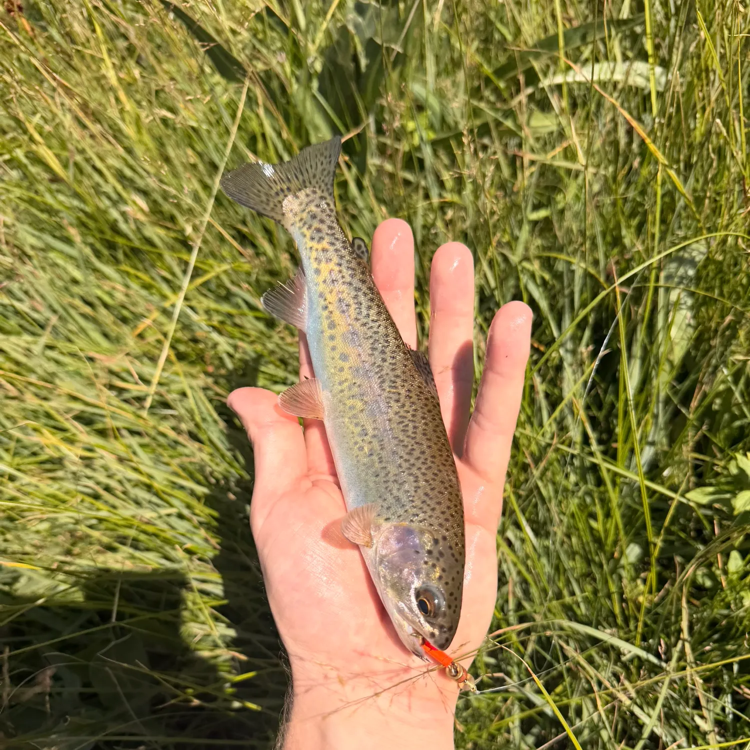Rainbow trout caught on Fishbrain