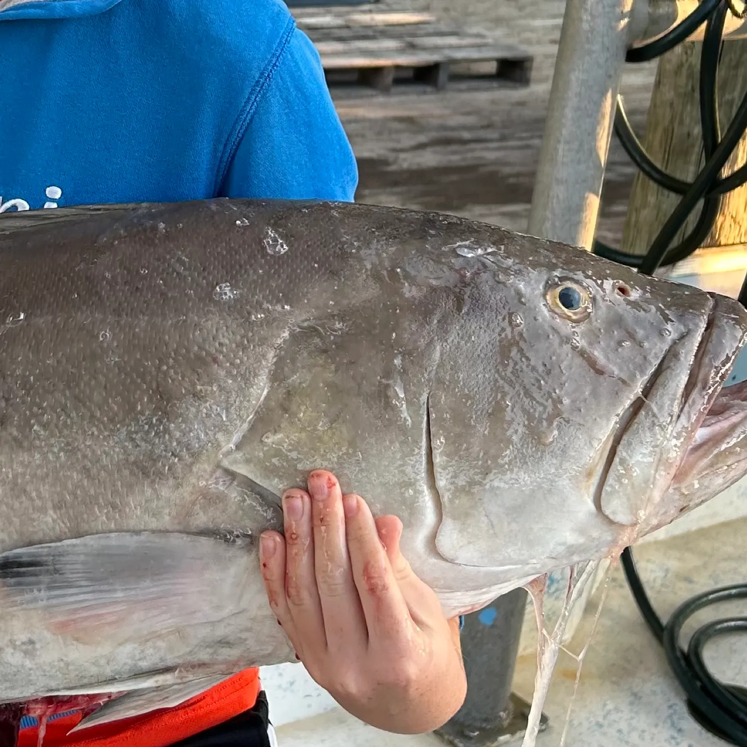The most recent Gag grouper catches on Fishbrain