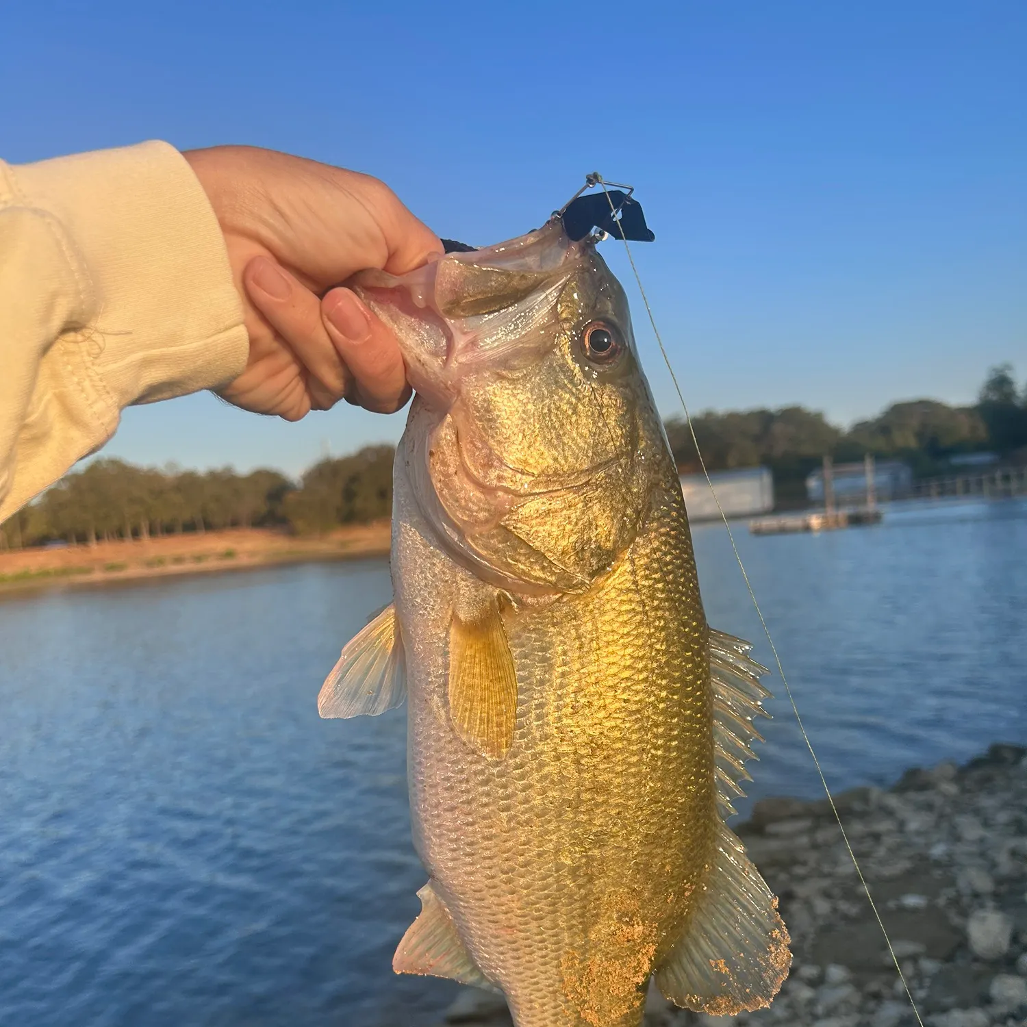 Largemouth bass caught on Fishbrain