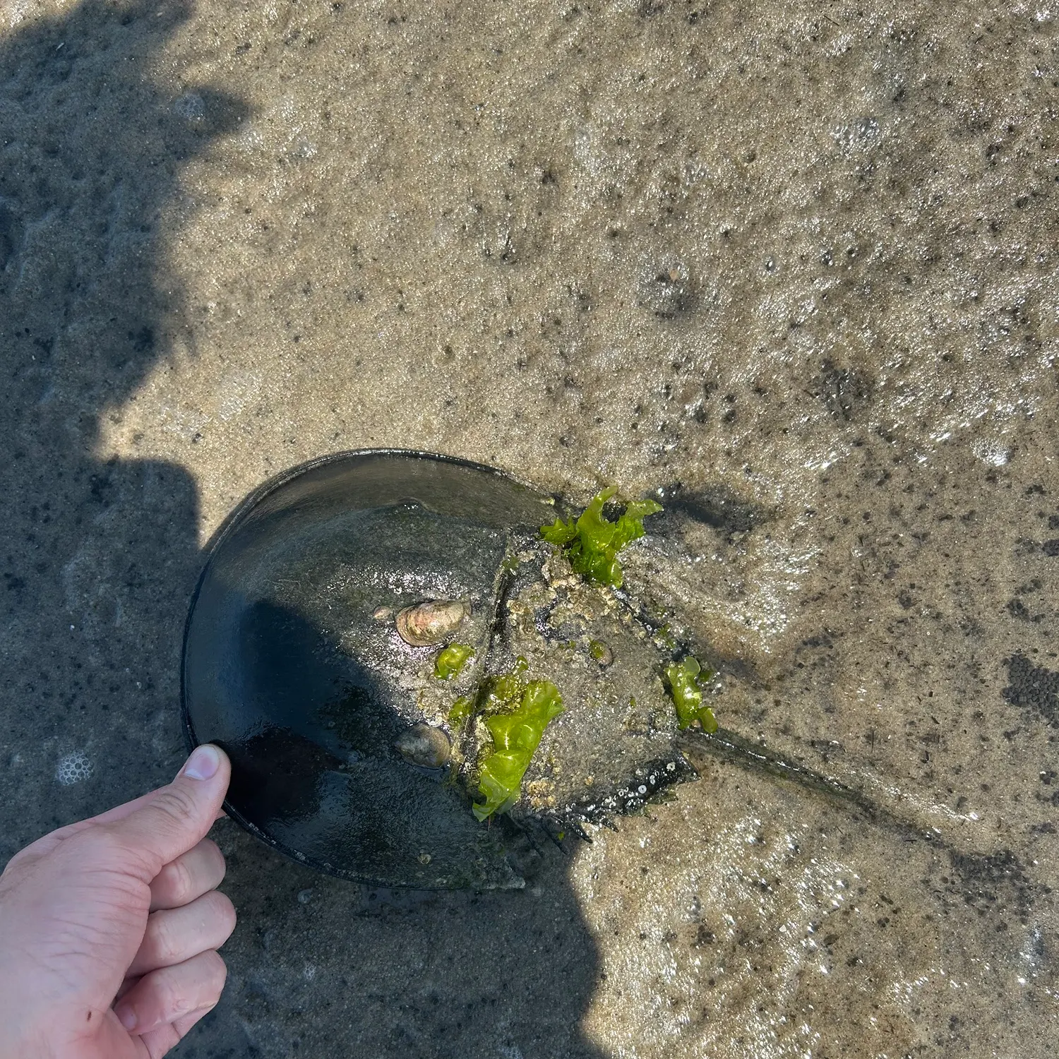 The most recent Atlantic horseshoe crab catches on Fishbrain