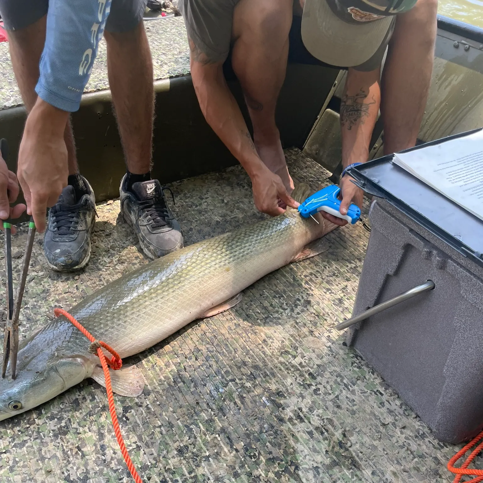 The most recent Alligator gar catches on Fishbrain