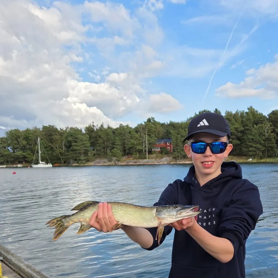 Northern pike caught on Fishbrain