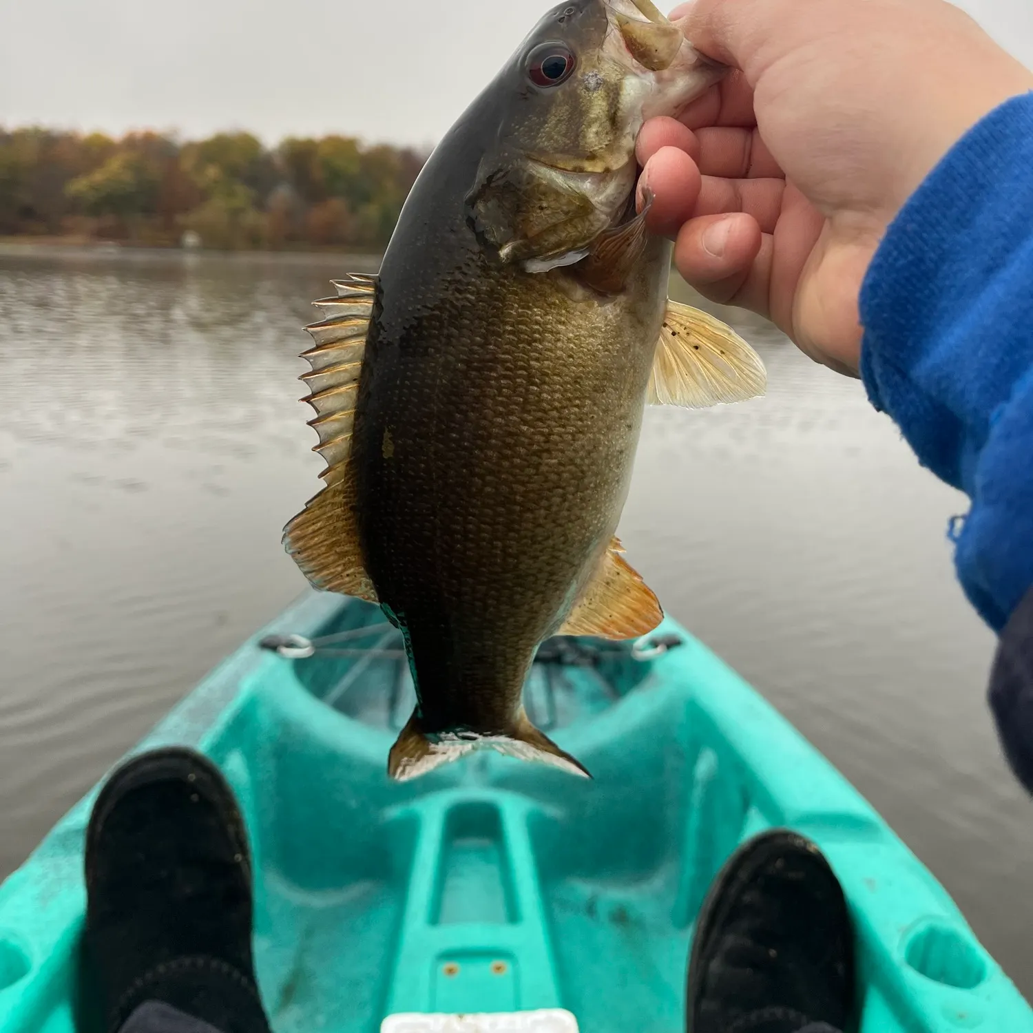 Smallmouth bass caught on Fishbrain