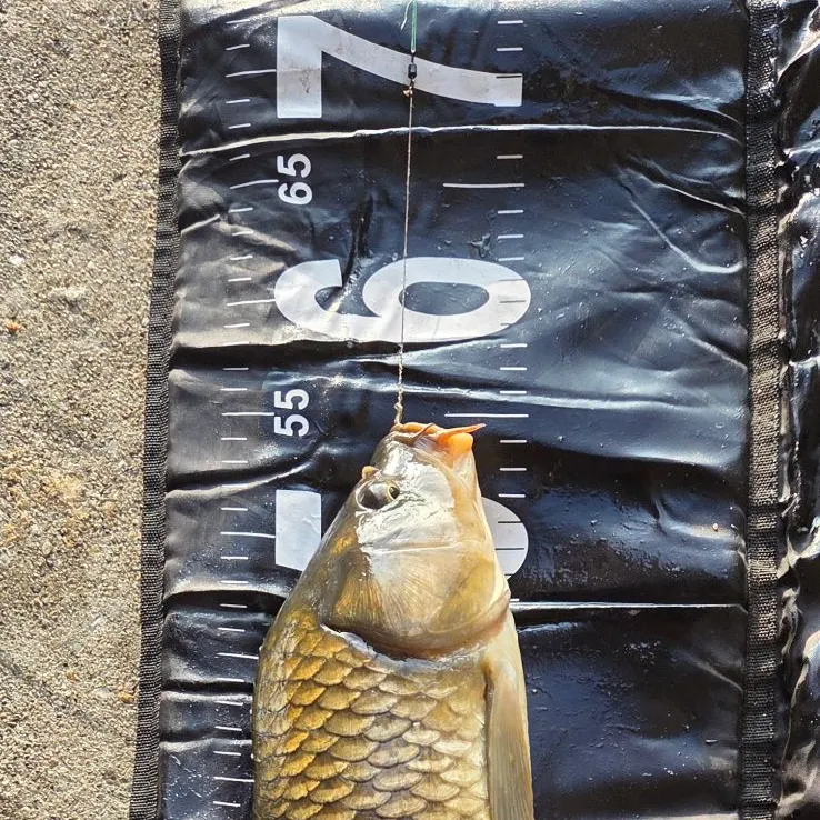 Common carp caught on Fishbrain