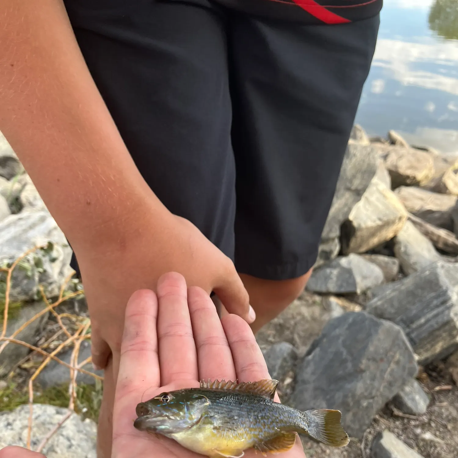 Green sunfish caught on Fishbrain