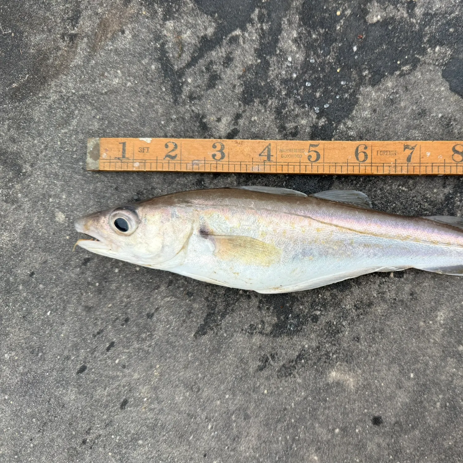 The most recent Whiting catches on Fishbrain