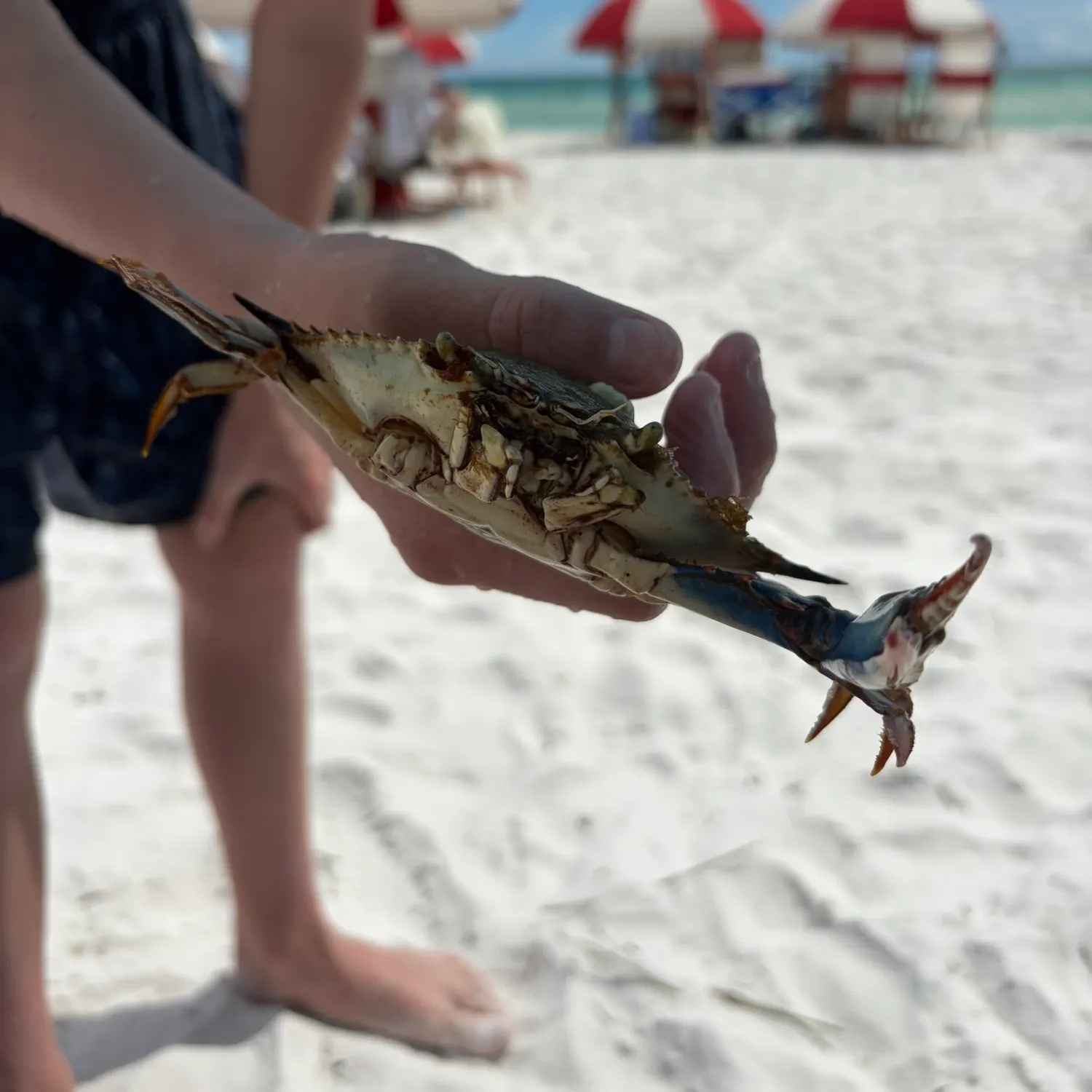 Blue crab caught on Fishbrain