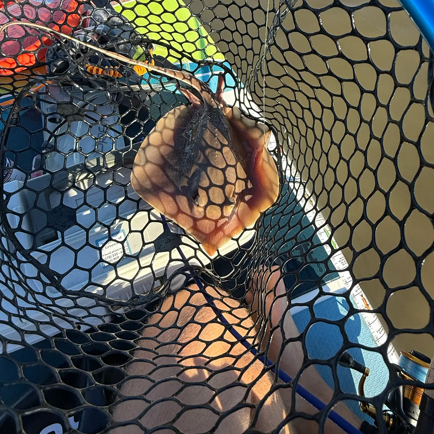 Atlantic stingray caught on Fishbrain