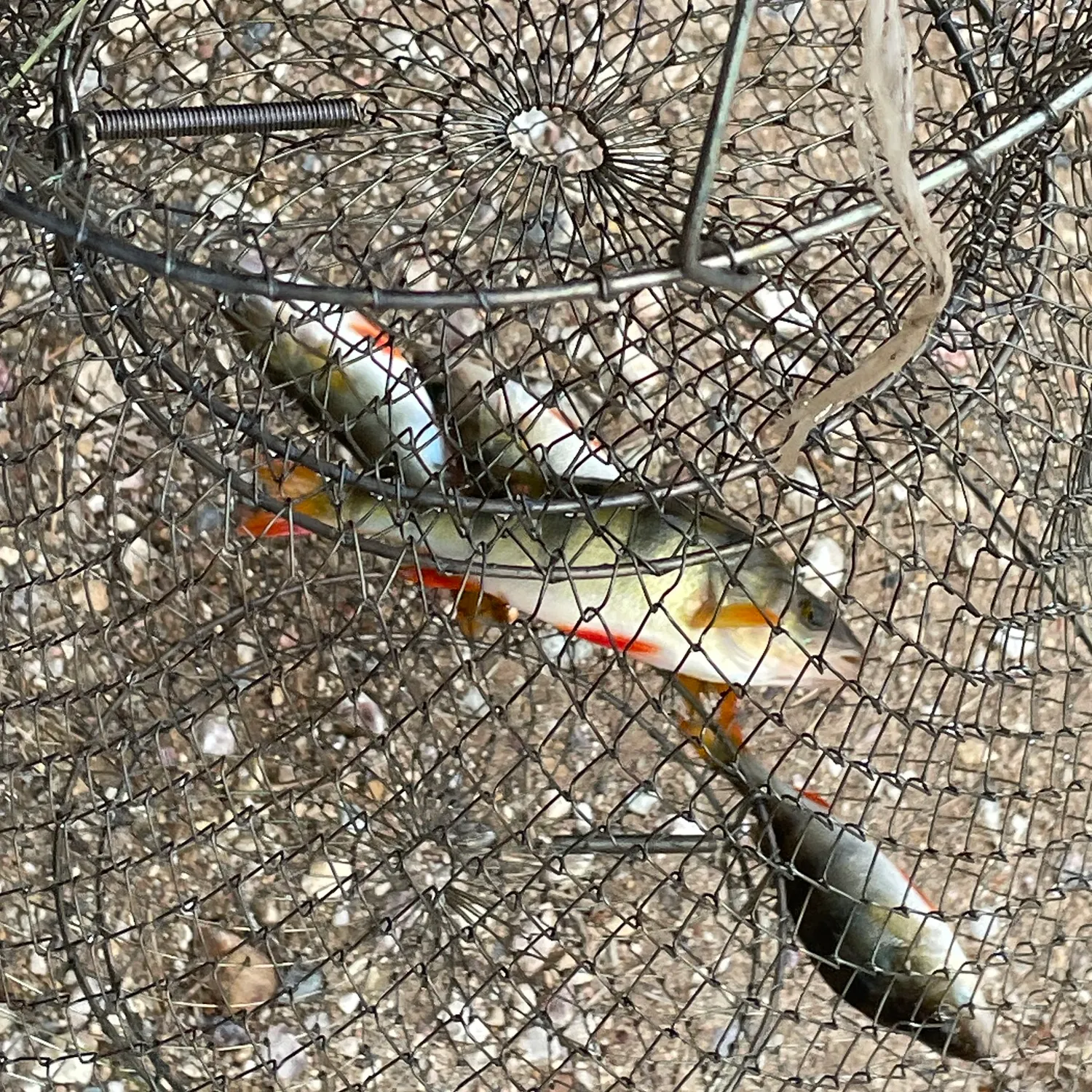 Fish caught on Fishbrain