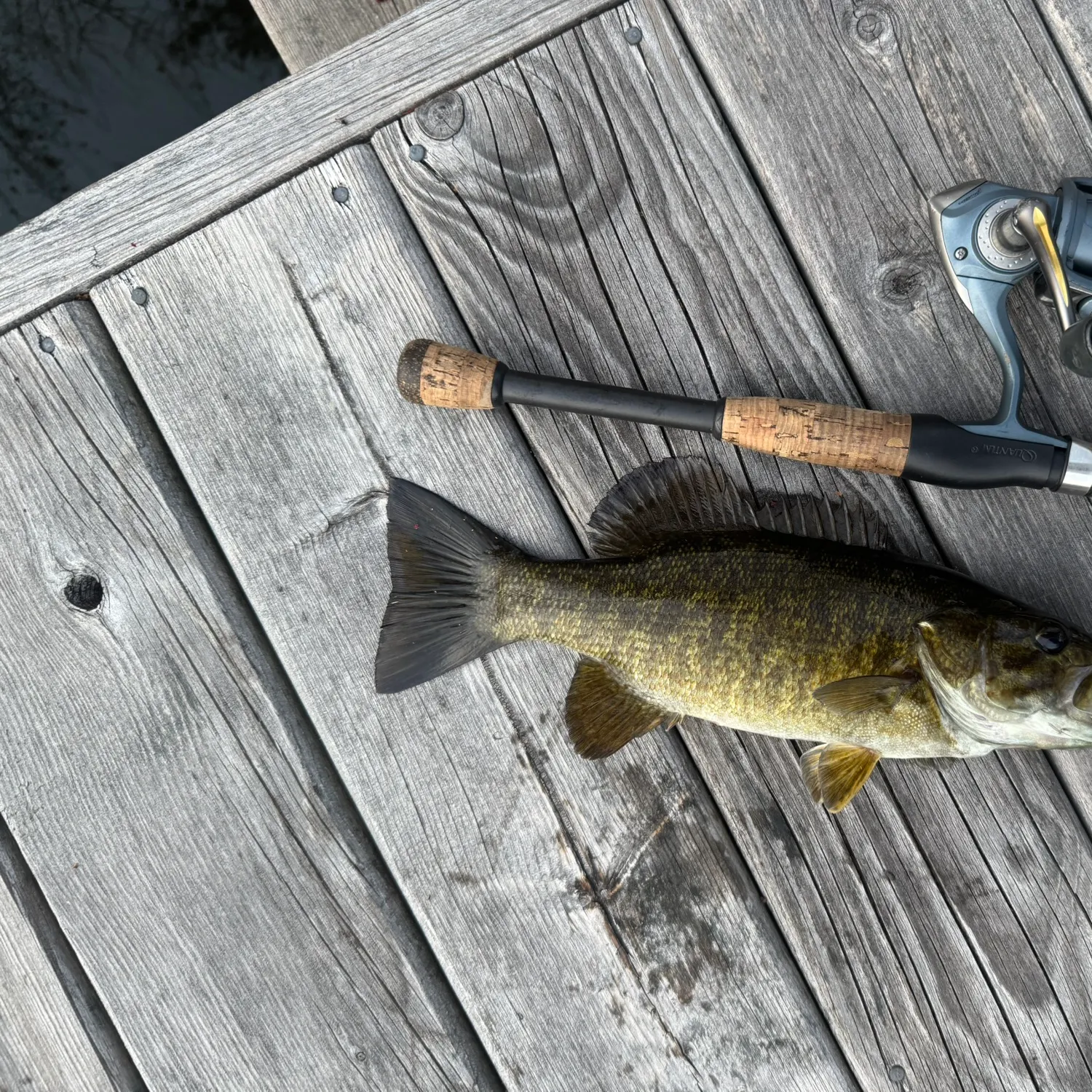 The most recent Smallmouth bass catches on Fishbrain
