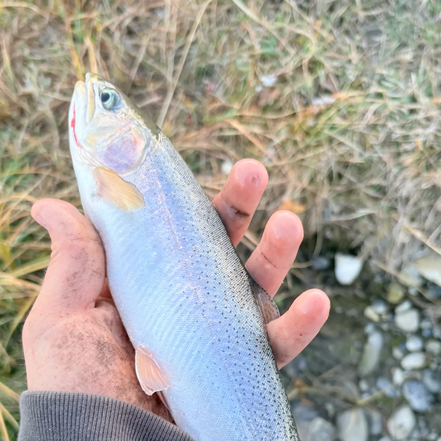 Coastal cutthroat trout caught on Fishbrain