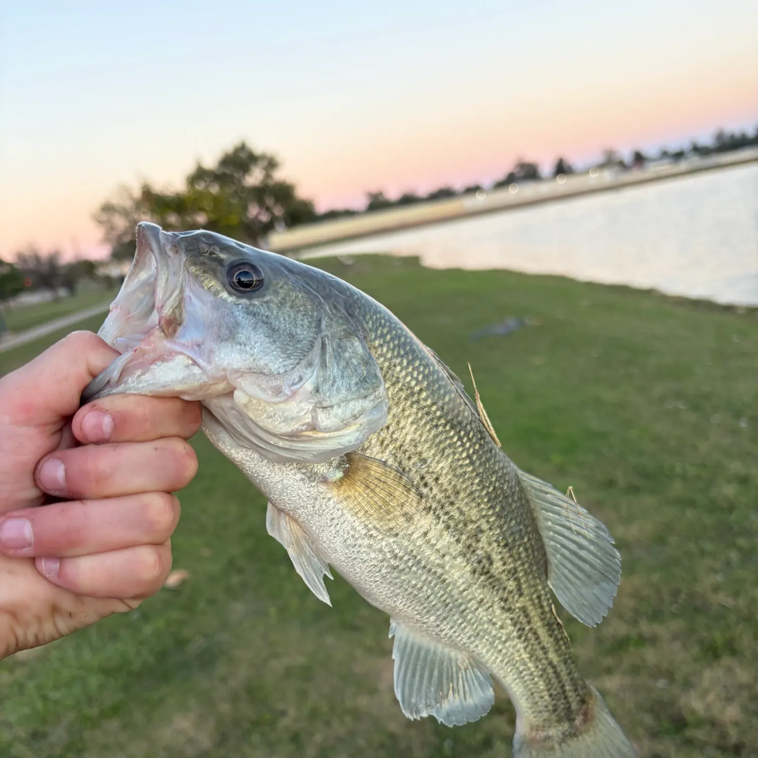 Fish caught on Fishbrain