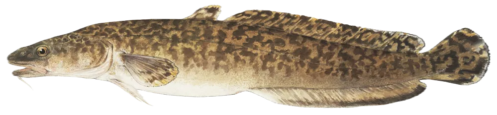 Burbot